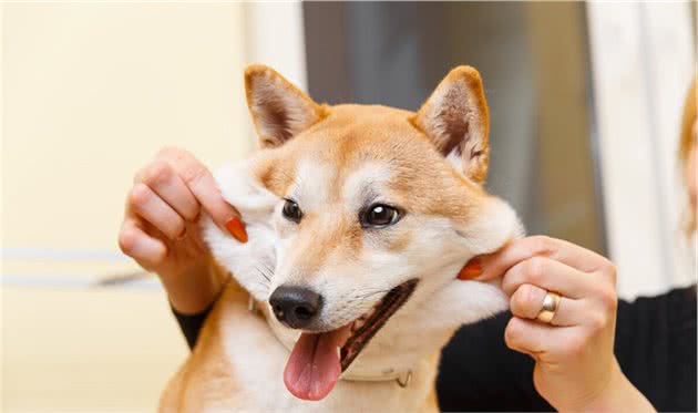 柴犬的六大缺点，不是人人都能接受的