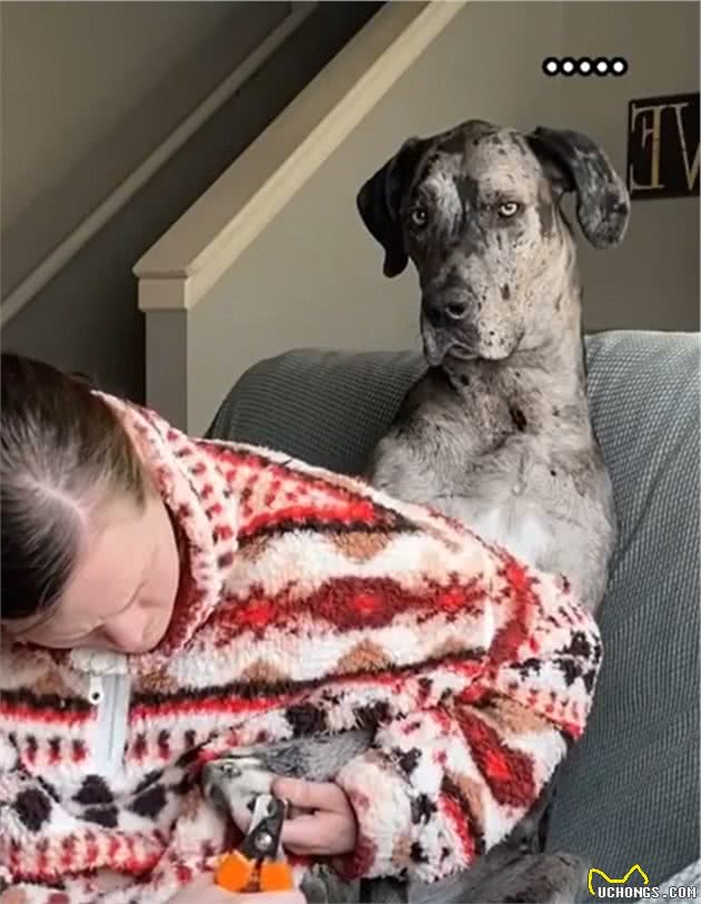 巨型犬在外勇猛威武，一剪指甲立刻怂了：主人你爱我吗？