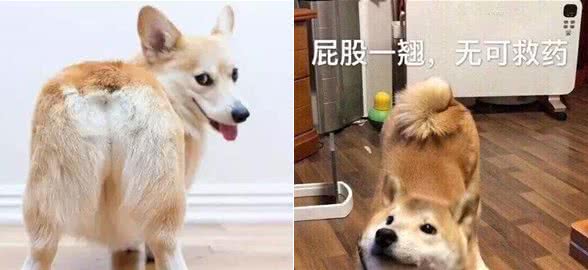 狗狗向主人翘屁股，可能是生气了？也许它在表达这些信号