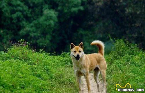 这7种狗是小偷的“克星”，中华田园犬：我居然上榜了