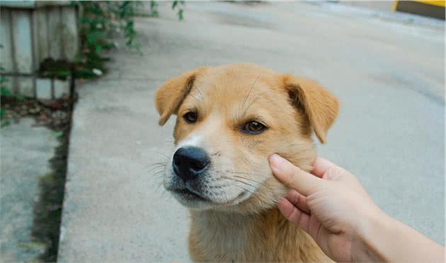 心疼！形如柴犬的漂亮大黄狗，拒绝陌生人食物，苦等主人归来