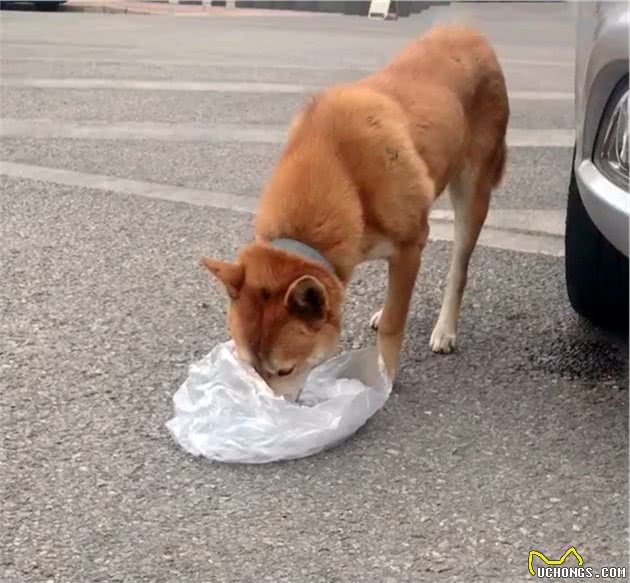 心疼！形如柴犬的漂亮大黄狗，拒绝陌生人食物，苦等主人归来