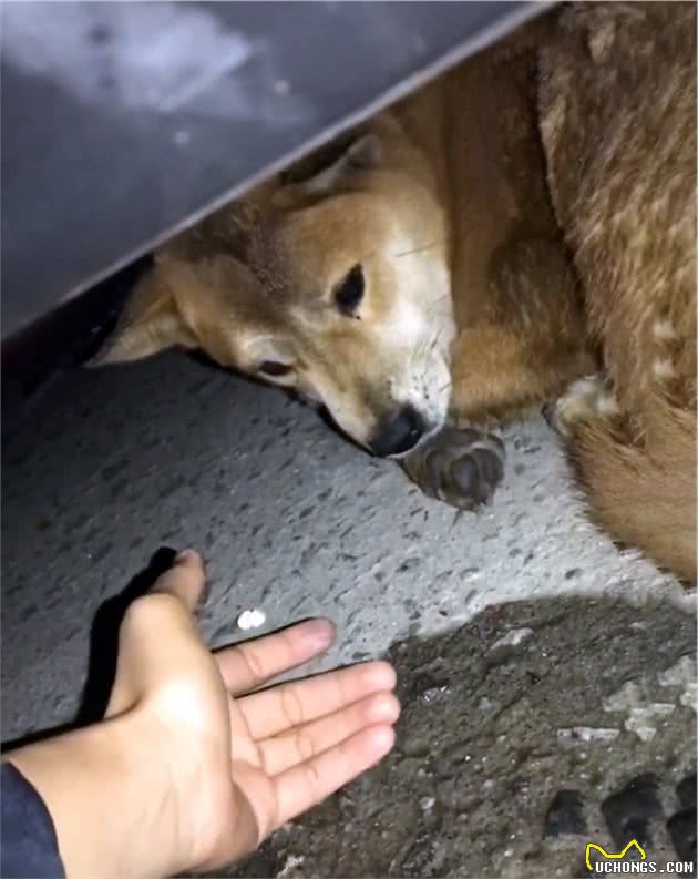 心疼！形如柴犬的漂亮大黄狗，拒绝陌生人食物，苦等主人归来