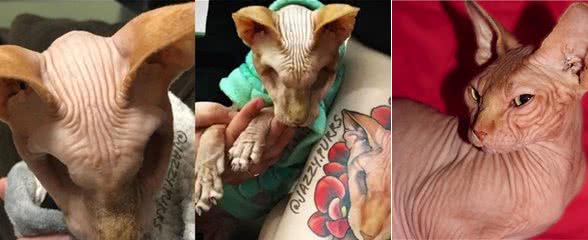 无毛猫双眼被挖掉剩下两个洞，虽然不好看但它的坚强感动网友