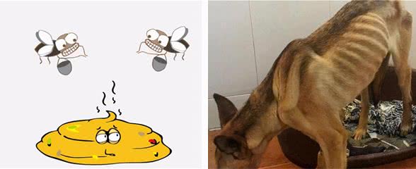 狗狗出现这4个情况，大多是身体有虫了