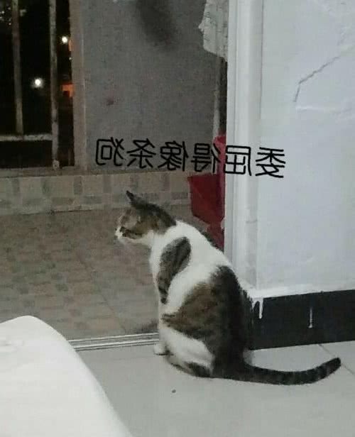 中国本土没有品种猫？资深猫奴为你盘点那些载入史册的猫