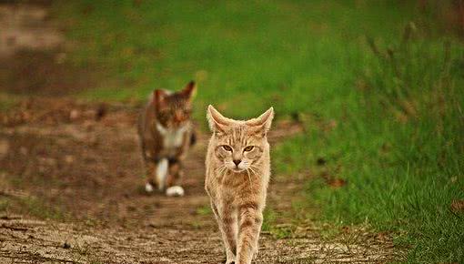 中国本土没有品种猫？资深猫奴为你盘点那些载入史册的猫