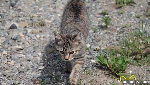 中国本土没有品种猫？资深猫奴为你盘点那些载入史册的猫