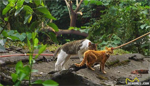 中国本土没有品种猫？资深猫奴为你盘点那些载入史册的猫