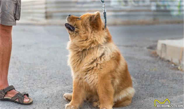 养松狮犬是种什么体验？虽说吃得多，却能拿命保护你