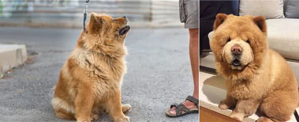 养松狮犬是种什么体验?虽说吃得多,却能拿命保护你