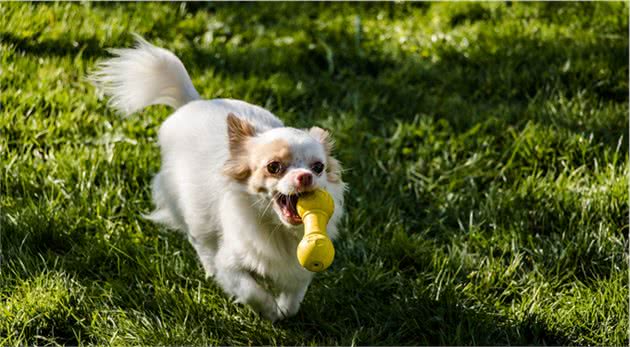 狗狗得狂犬后有哪些表现？如何预防？