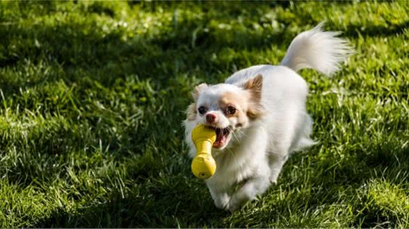 狗狗得狂犬后有哪些表现？如何预防？