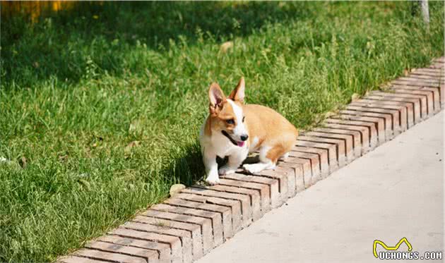 英国女皇圣诞前痛失爱犬，仅剩最后一只狗陪伴