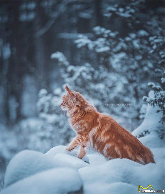 如果有一只猫咪又大又温柔，又飒又威猛，别怀疑，它就是缅因猫！