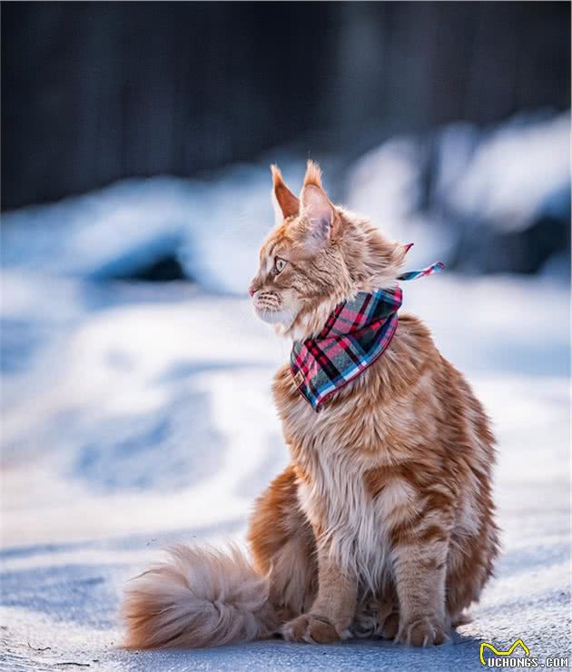 如果有一只猫咪又大又温柔，又飒又威猛，别怀疑，它就是缅因猫！