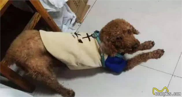 为什么泰迪犬总是把“屁股”翘起来？原因有六个，不要以为很可爱