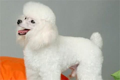 贵宾犬的6种“性格解析”，你家属于哪一种？
