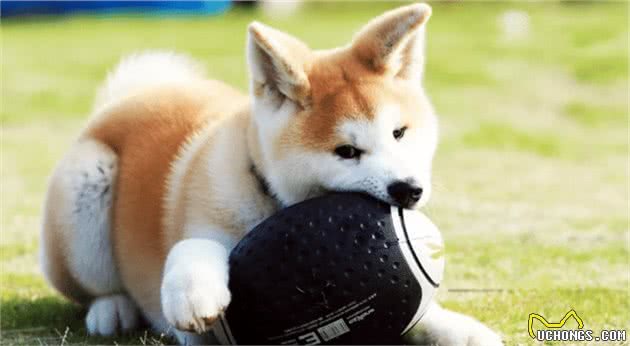 秋田犬是日本国犬，田园犬是中国国犬，但两者间待遇差距让人心疼