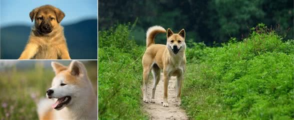 秋田犬是日本国犬，田园犬是中国国犬，但两者间待遇差距让人心疼