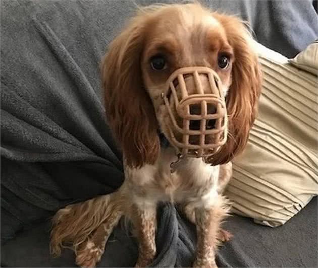一岁半西班牙猎犬见啥吃啥，连嘴套也吞掉，做了四次手术苦头吃尽