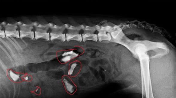一岁半西班牙猎犬见啥吃啥，连嘴套也吞掉，做了四次手术苦头吃尽