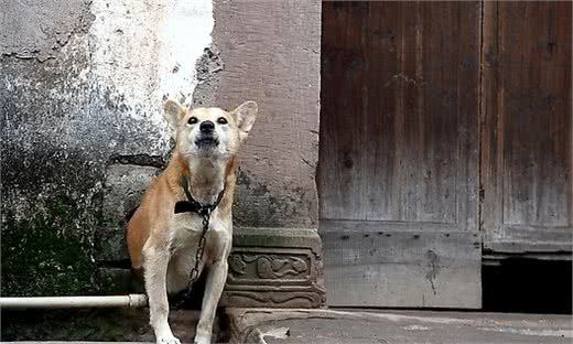 狗界排行榜之能看家的狗，泰迪犬上榜了