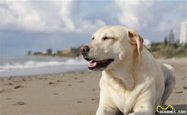 想养中大型犬？推荐这6种狗狗，好看又温顺