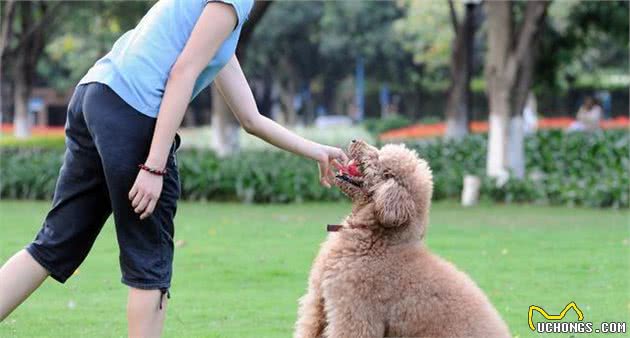宠主越疼爱狗狗,越应该满足狗狗这几个愿望