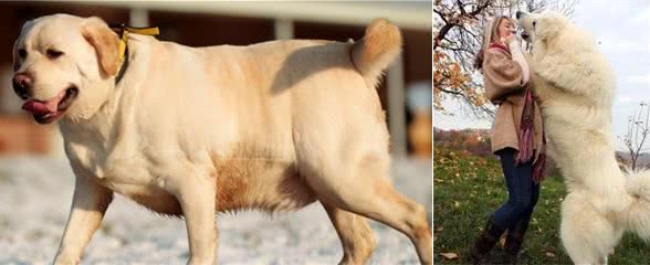 “饲养费”太高的几种狗,家里有矿才敢养