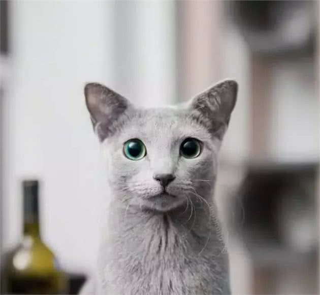 俄罗斯蓝猫到底有多酷