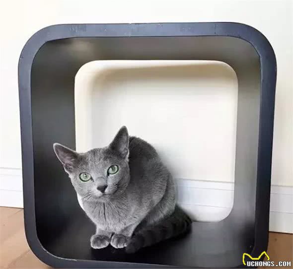俄罗斯蓝猫到底有多酷