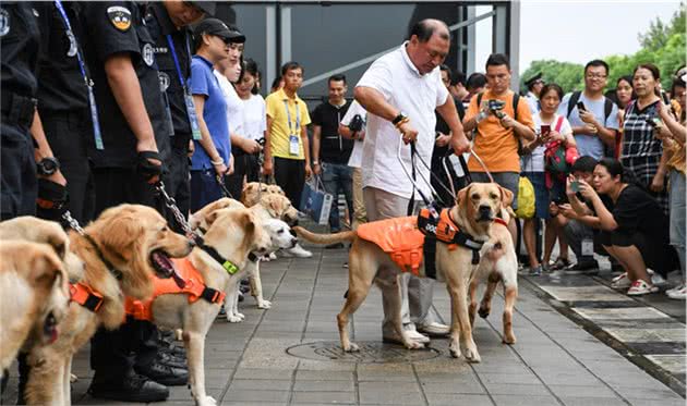 那些在背后默默无闻的工作犬，失去了本该拥有的宠爱……