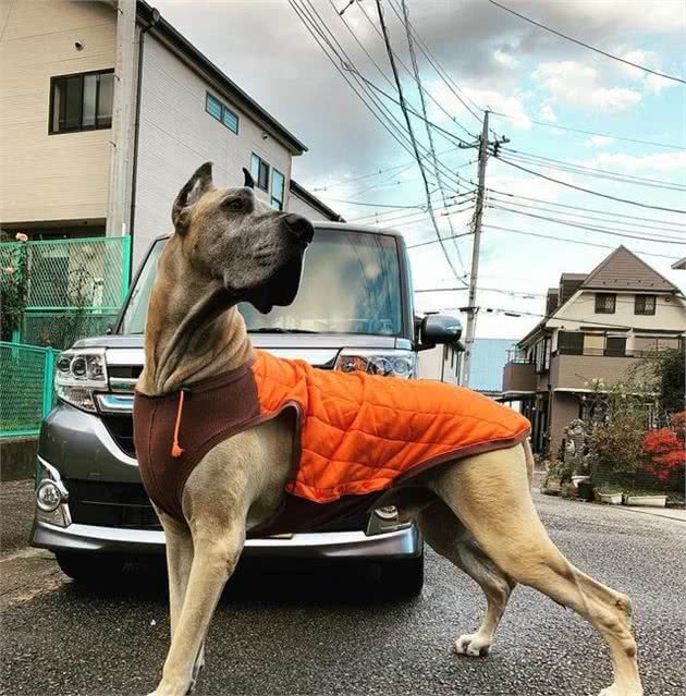带狗狗外出，它总是回头看主人，是什么意思？