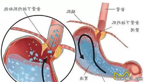 小狗精神差没胃口吃东西，注意“胃食管反流症病”来袭