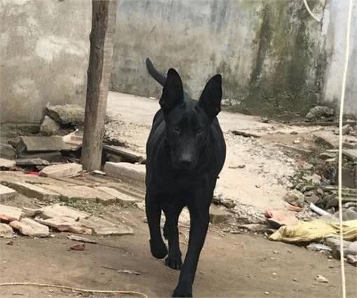 来自东北黑土地的2种犬，老百姓称它们为“东北二狼”，看家法宝