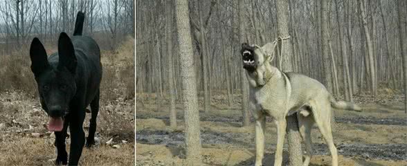 来自东北黑土地的2种犬，老百姓称它们为“东北二狼”，看家法宝