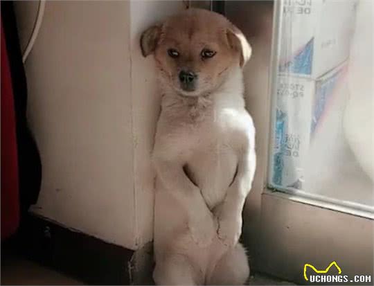 狗狗犯错被训，宁可挨打也不逃，是傻吗？