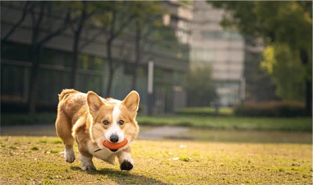 狗狗膀胱结石怎么治疗比较好？常见症状有哪些？