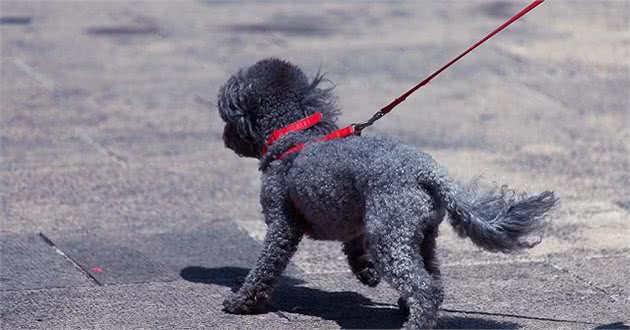 经常看到泰迪走丢，可见牵绳多重要！哪种绳子更适合贵宾犬？