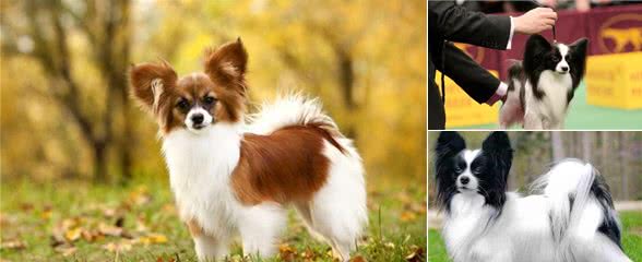 蝴蝶犬不擅表达，但有这6个行为，是在偷偷爱着你