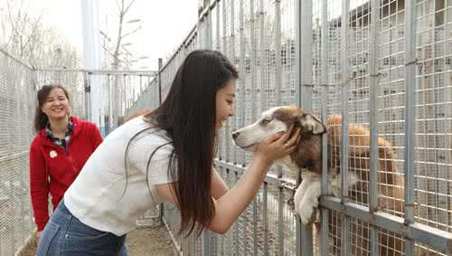 小黄狗环保科技北京救助站正式揭牌为近200只流浪猫狗安新家