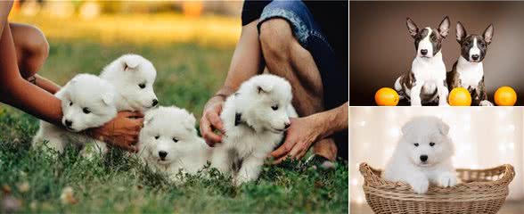 狗狗小的时候（仔犬和幼犬期）—科学饲养管理