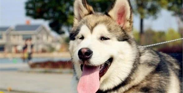 阿拉斯加雪橇犬，其实它的智商并不低，只是贪吃、散漫罢了
