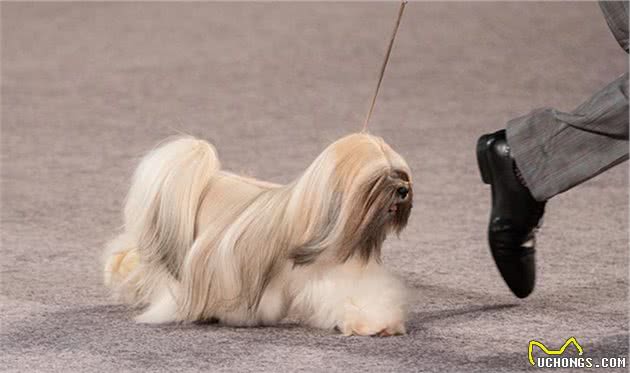 寻根问祖系列（117）：拉萨犬（LhasaApso）