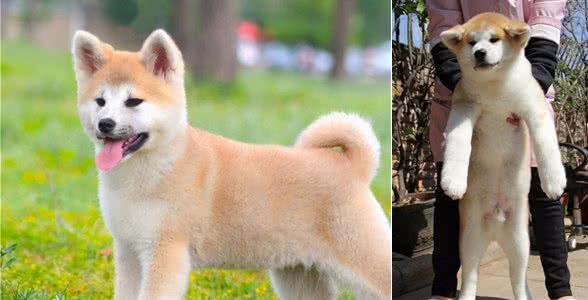 这才是秋田犬少价格高的原因，不是谁都养得起