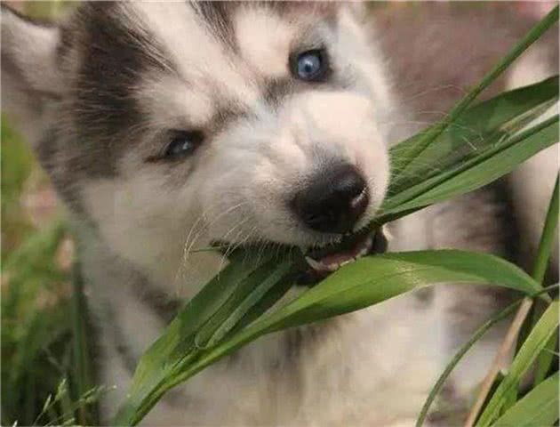 适当给狗子食用人类蔬菜，可以补充维生素，但有些蔬菜禁止食用