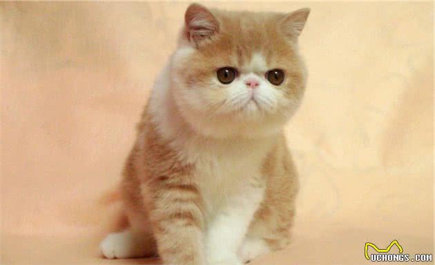 世界上最可爱的十种猫