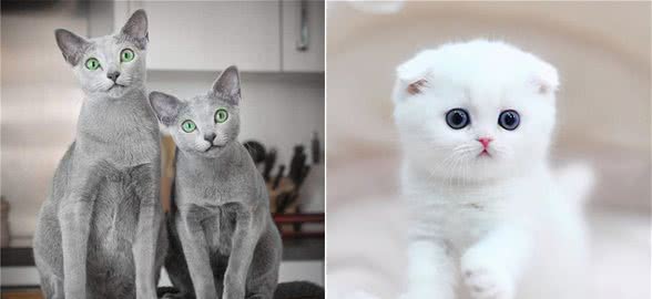 世界上最可爱的十种猫