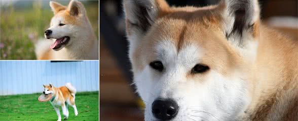 秋田犬不爱吃狗粮，都是因为你对它“太有爱”了